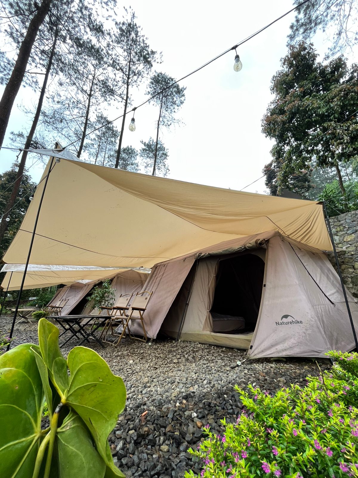 Camping di Hutan Pinus